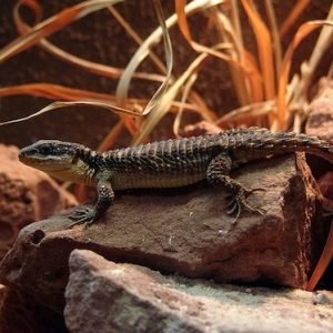 Buy Armadillo Lizard Online