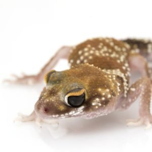 Buy Australian Barking Gecko Online