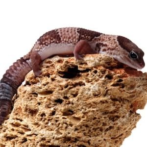 Buy African Fat Tail Gecko Online