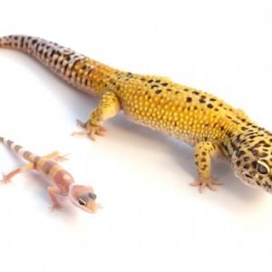 Giant Leopard Gecko