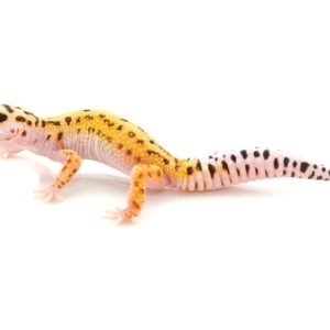 Pinstripe Leopard Gecko for Sale