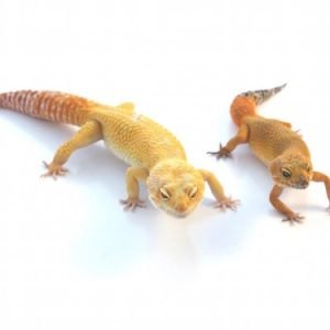 Buy Super Giant Leopard Gecko Online