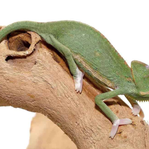 Translucent Veiled Chameleon (4-5 Inch) For Sale