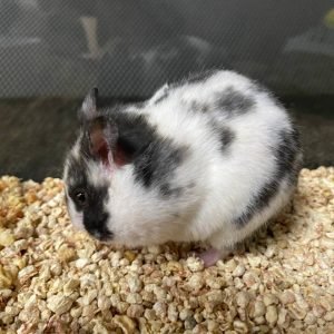 Buy Dalmatian Bear Hamster Online