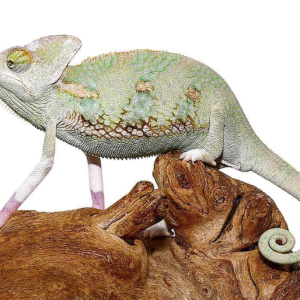 Translucent Veiled Chameleon (6-8 Inch) For Sale