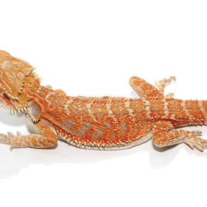 Buy Super Red Bearded Dragon Online