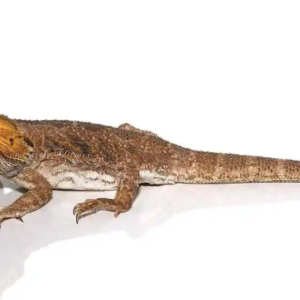 Buy Adult Citrus Blue Bar Bearded Dragon Online