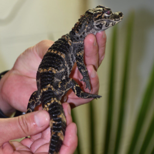 American Alligator For Sale