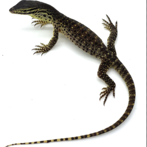 Baby Argus Monitor for Sale