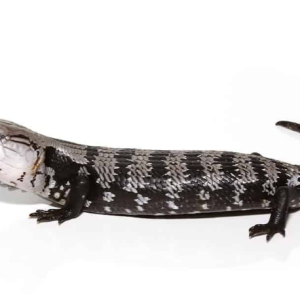 Axanthic Halmahera Blue Tongue Skink For Sale