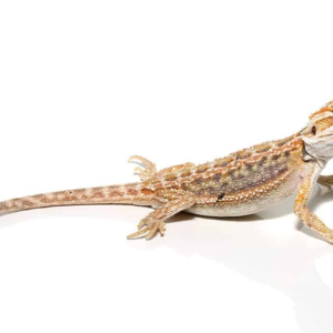 Buy Citrus Leatherback Bearded Dragon Online