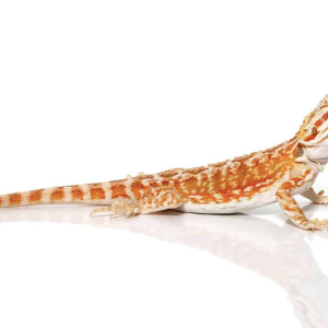 Baby Hypo Inferno Leatherback Bearded Dragon For Sale