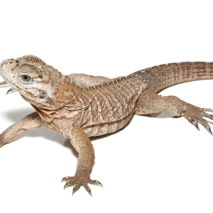 Baby Rhino Iguana For Sale