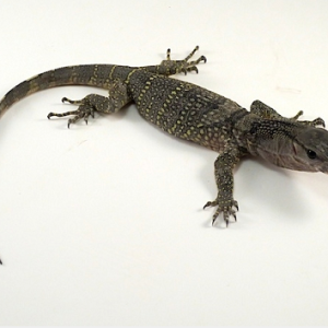 Black Roughneck Monitor for Sale