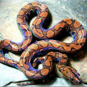 Argentine Rainbow Boa for Sale