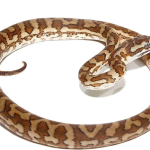 Caramel Carpet Python For Sale