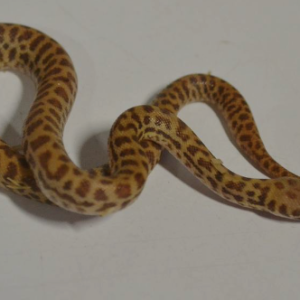 Children’s Python for Sale