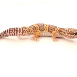 Chocolate Albino Leopard Gecko for Sale