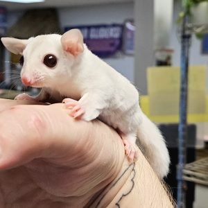 Buy Cremeino Sugar Glider Online