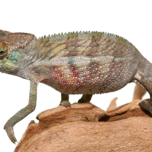 Panther Chameleon for Sale