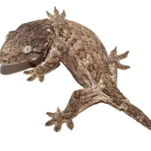 Leachianus Gecko For Sale
