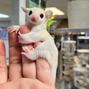 Buy Leucistic Sugar Gliders Online