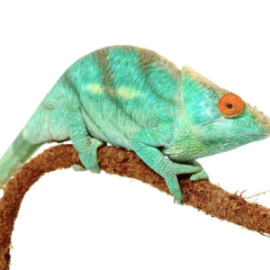 Parson’s Chameleon for Sale