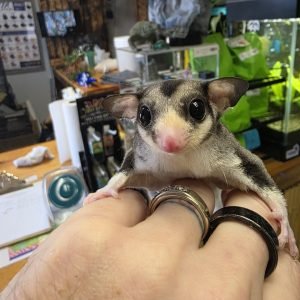 Pied Mosaic w cow ears Possum face Sugar Glider male