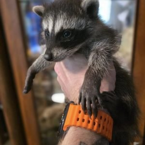 Buy Raccoons Online