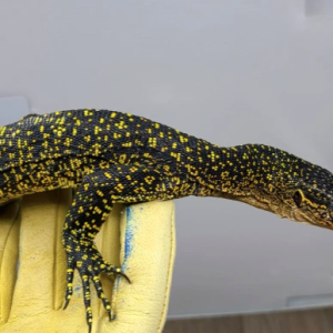 Russell Island Mangrove Monitor