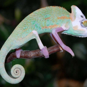 Translucent Veiled Chameleon for Sale