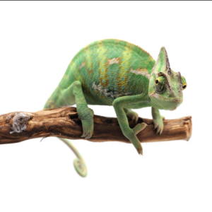 Veiled Chameleon for Sale