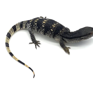 Baby White Throat Monitor for Sale