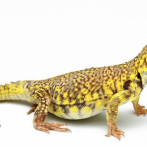 Yellow Niger Uromastyx for Sale