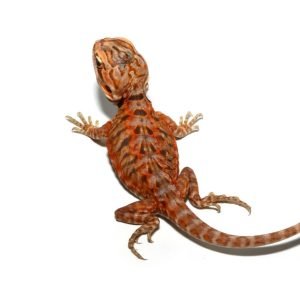 Baby Atomic Tangerine Silky Bearded Dragon
