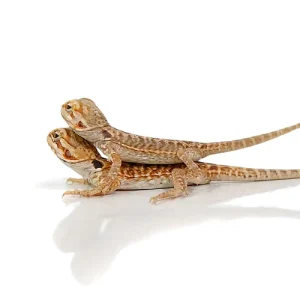 Buy Baby Silky Bearded Dragons Online