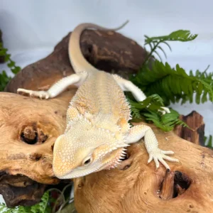 Buy Hypo Bold Citrus Bearded Dragons Online