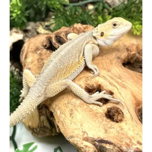 Buy Hypo Witblits Female Bearded Dragon Online