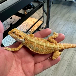 Gorgeous Citrus-Red Leatherback Bearded Dragon For Sale
