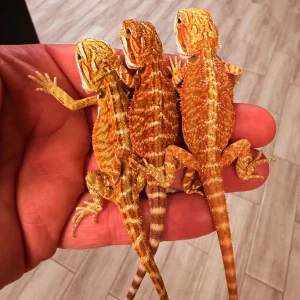 HIGH RED Bearded Dragon For Sale