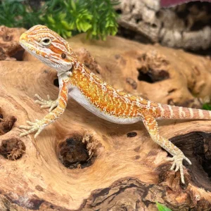 Hypo Red Rain Bearded Dragon For Sale